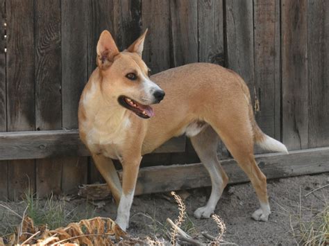 Dixie Dingo Dog