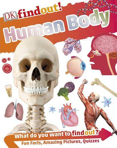 dk findout human body