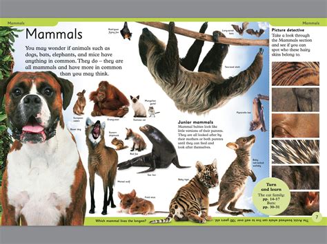 Full Download Dk Animal Encyclopedia 