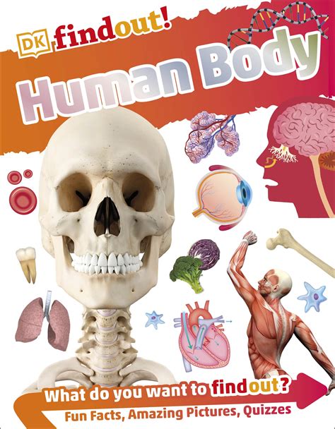 Dkfindout Human Body
