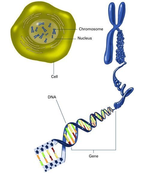 dna - Do all chromosomes in one human body contains same …