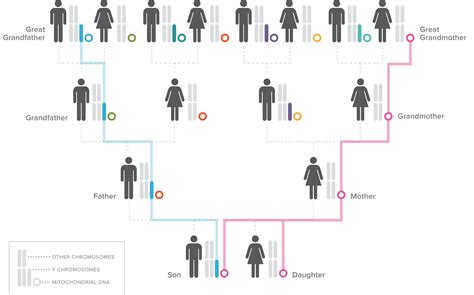 dna - Genealogy & Family History Stack Exchange