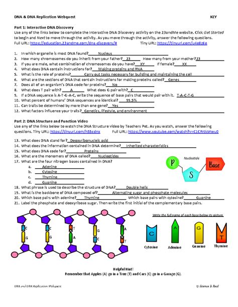 dna and mutations webquest key