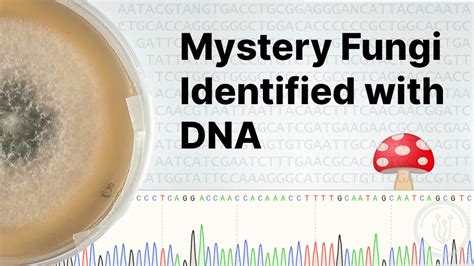 dna barcoding of fungi ppt