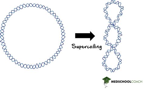 Dna Coiling And Supercoiling