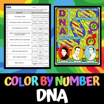 Dna Color By Number By Laney Lee Tpt Coloring Dna Answer Key - Coloring Dna Answer Key