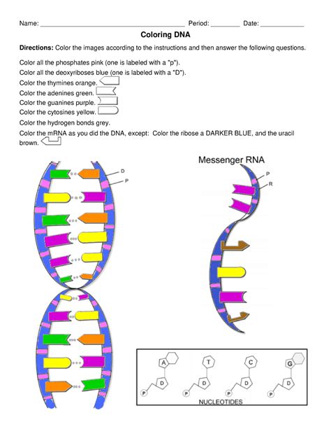 Dna Coloring Key By Biologycorner Tpt Dna Structure Coloring Answer Key - Dna Structure Coloring Answer Key