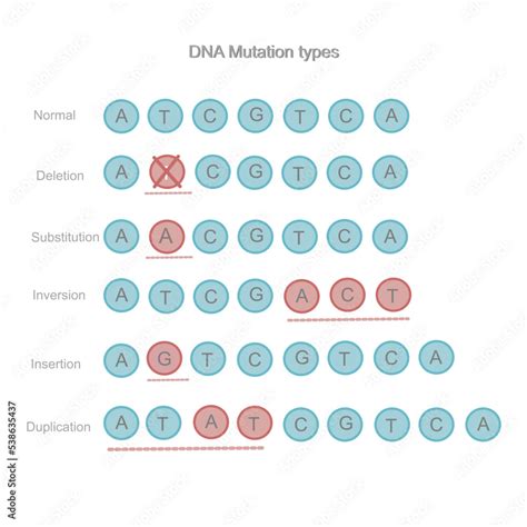Dna Deletion And Duplication And The Associated Genetic Duplication Division - Duplication Division