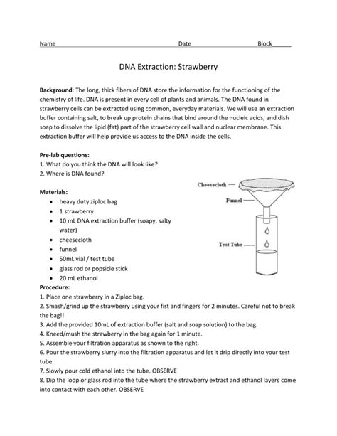 Dna Extraction Of The Succulent Strawberry Bio1 The Strawberry Dna Extraction Worksheet - Strawberry Dna Extraction Worksheet