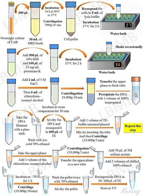 dna extraction protocol pdf