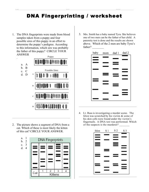 Dna Fingerprinting Analysis Worksheet Answer Key