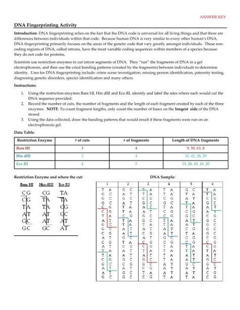 dna fingerprinting answer key