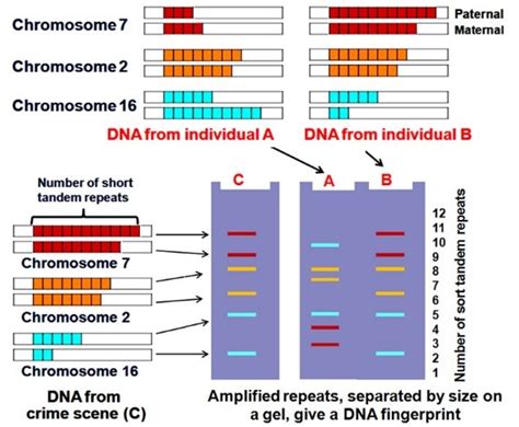 Dna Fingerprinting Class 12
