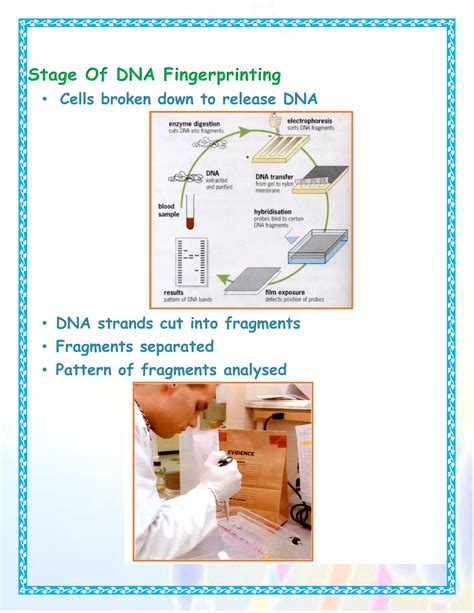 Dna Fingerprinting Class 12 Project