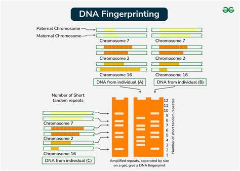 Dna Fingerprinting In Forensics Answer Key