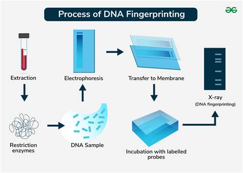 Dna Fingerprinting Lab