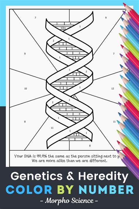 Dna Genetic Code Coloring Activity Teacher Made Twinkl Dna Structure Coloring Answer Key - Dna Structure Coloring Answer Key