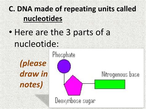 Dna Is Made Of Repeating Units Called