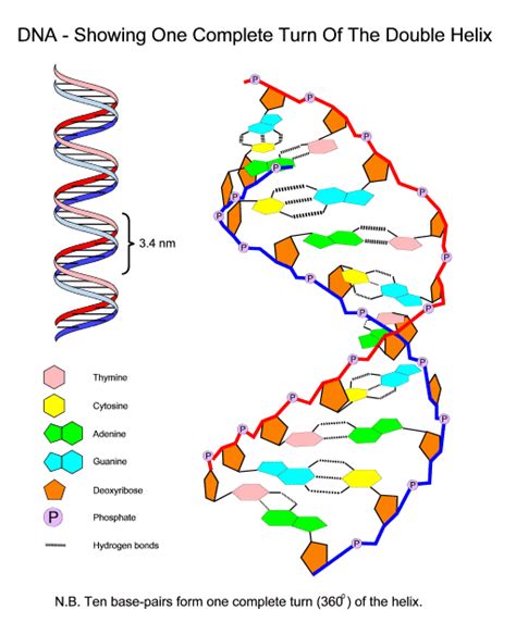 dna labeled DriverLayer Search Engine