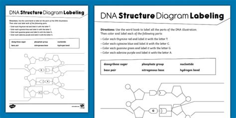 Dna Labeling Worksheet