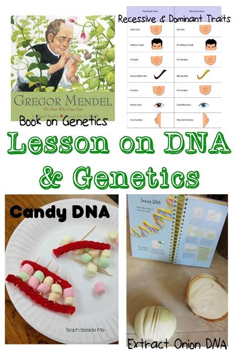 Dna Lesson Plan Teaching Elementary Genetics Science Dna Activities For Elementary Students - Dna Activities For Elementary Students