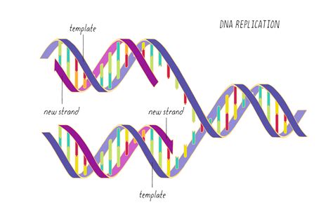 Dna Model About Dna Replication School Model