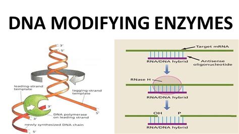 Dna Modifying Enzymes