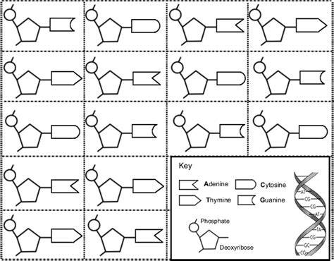 dna paper model homework questions answers