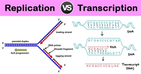 Dna Replication And Rna Transcription And Translation Khan Transcription Dna To Rna Worksheet - Transcription Dna To Rna Worksheet