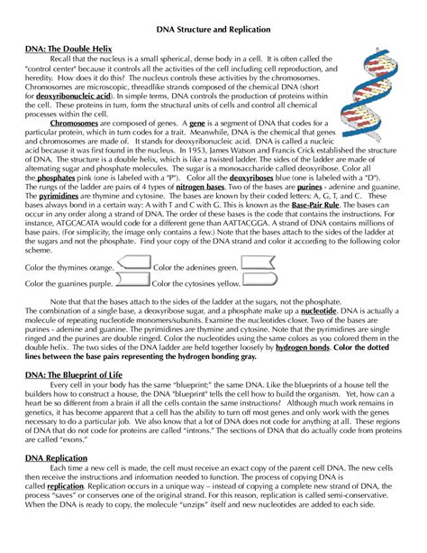 Dna Replication Answer Key