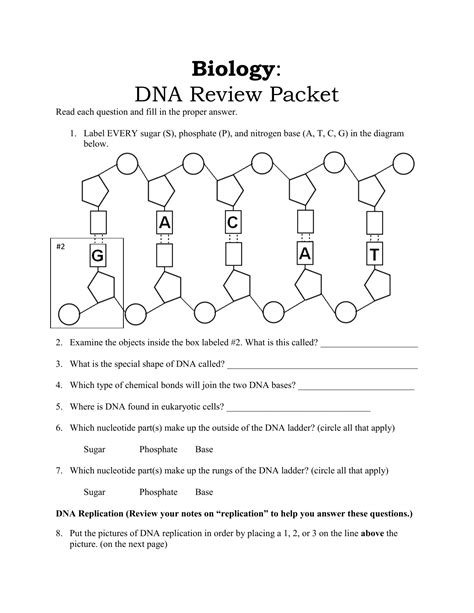 Dna Replication Biology Libretexts Worksheet 16 Dna Replication - Worksheet 16 Dna Replication