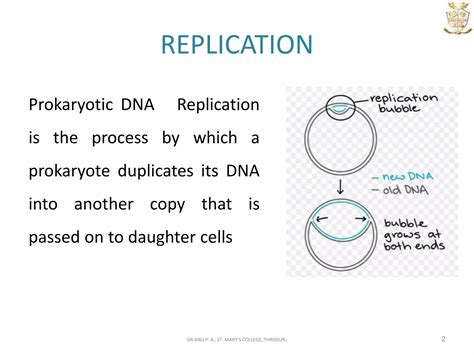 Dna Replication In Prokaryotes Ppt