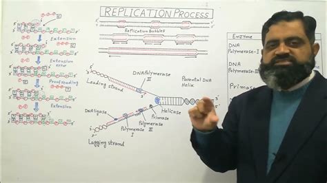Dna Replication In Urdu