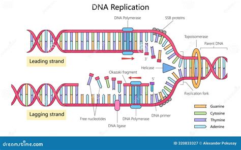 Dna Replication Is The Process By Which Cells