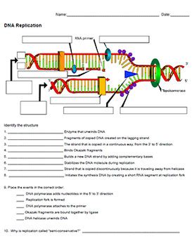 Dna Replication Key By Biologycorner Tpt Dna Replication Worksheet 7th Grade - Dna Replication Worksheet 7th Grade