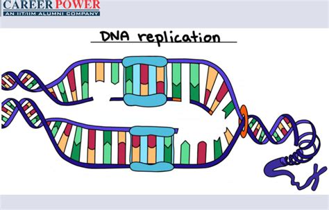 Dna Replication Modern Biology Study Guide