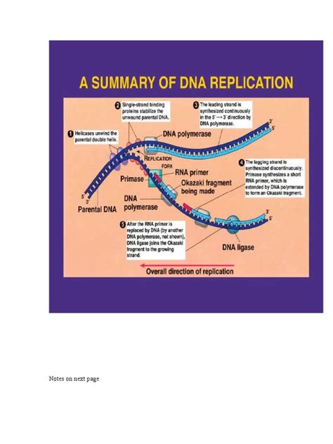 Dna Replication Pdf