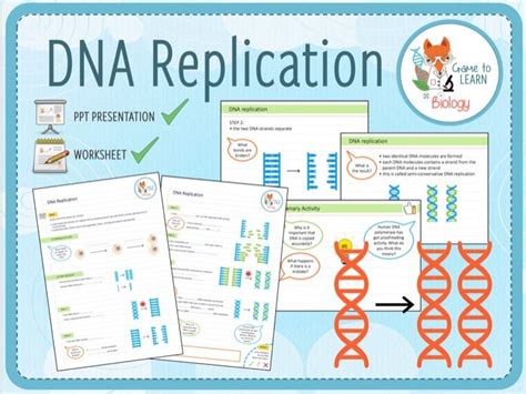 Dna Replication Powerpoint And Worksheet Ks4 Worksheet 16 Dna Replication - Worksheet 16 Dna Replication