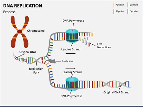 Dna Replication Ppt