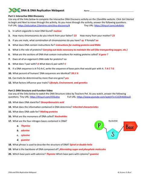 Dna Replication Webquest Answer Key