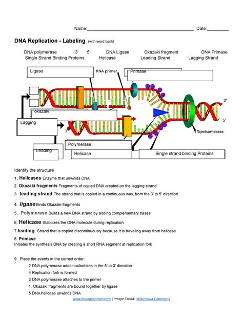 Dna Replication Worksheet 7th Grade   Dna Replication Key By Biologycorner Tpt - Dna Replication Worksheet 7th Grade