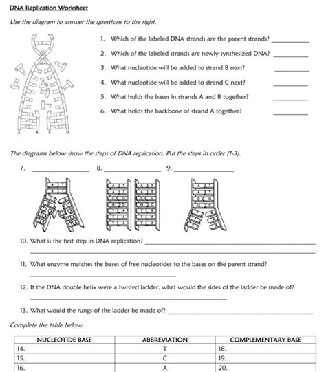 Dna Replication Worksheet Answers