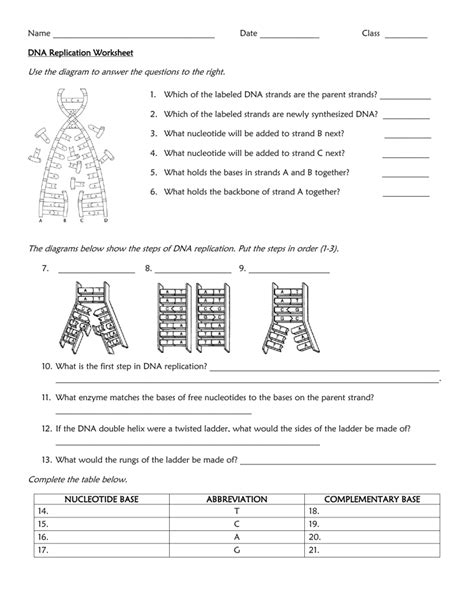 Dna Replication Worksheet High School