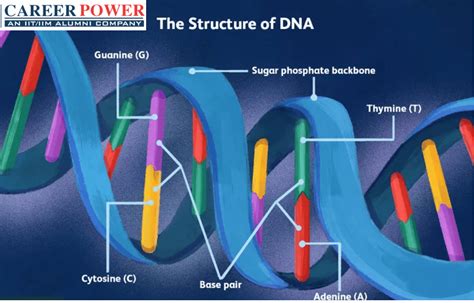 Dna Structure And Function Study Guide