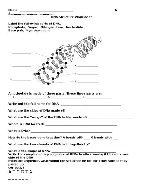 Dna Structure And Function Worksheet