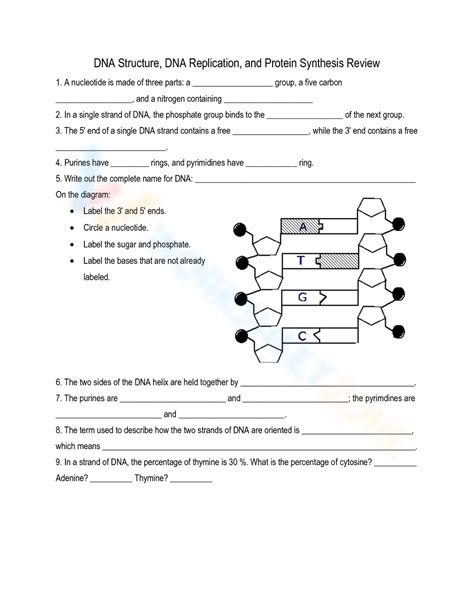 Dna Structure And Replication Review Answer Key