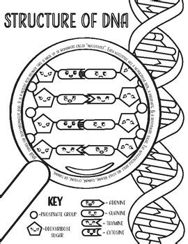Dna Structure Coloring Page Teaching Resources Tpt Dna Structure Coloring Answer Key - Dna Structure Coloring Answer Key