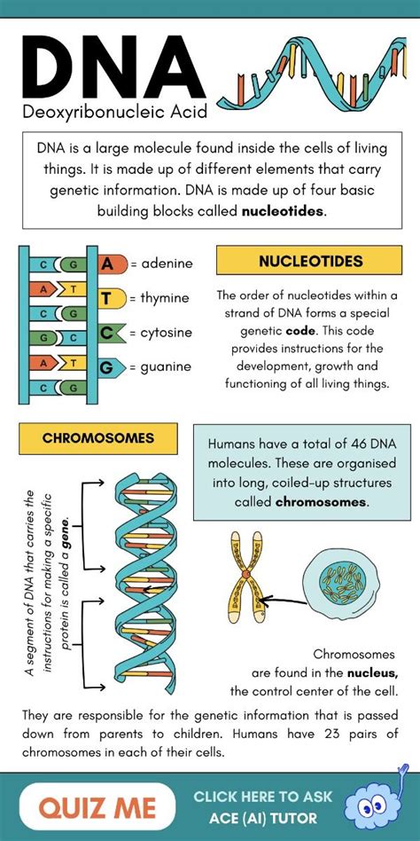Dna Technology Section Study Guide Answers
