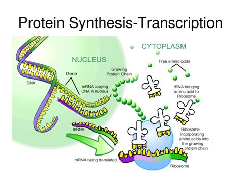 Dna To Protein Synthesis Transcription And Translation Worksheet Protein Synthesis Transcription And Translation Worksheet - Protein Synthesis Transcription And Translation Worksheet