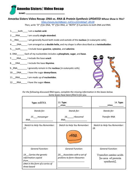 dna vs rna and protein synthesis answer key by the amoeba